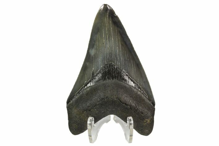 Serrated, Fossil Megalodon Tooth - Beautiful Tooth #124552